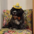 Fridolf, 4 mån gammal valp Fiesta Party små mexikanska Sombrero hattar i plast - 8 st