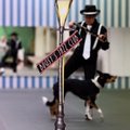 Jag tävlar freestyle med min border collie Emmi och vi kör till en swinglåt.