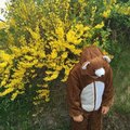 Paddington Björn på väg till skolans vårparad Björn maskeraddräkt