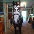 Hästen Twin Gandalf sminkad inför Team Equus for Hope's 