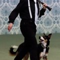 Jag tävlar freestyle med min border collie Emmi och vi kör till en swinglåt.